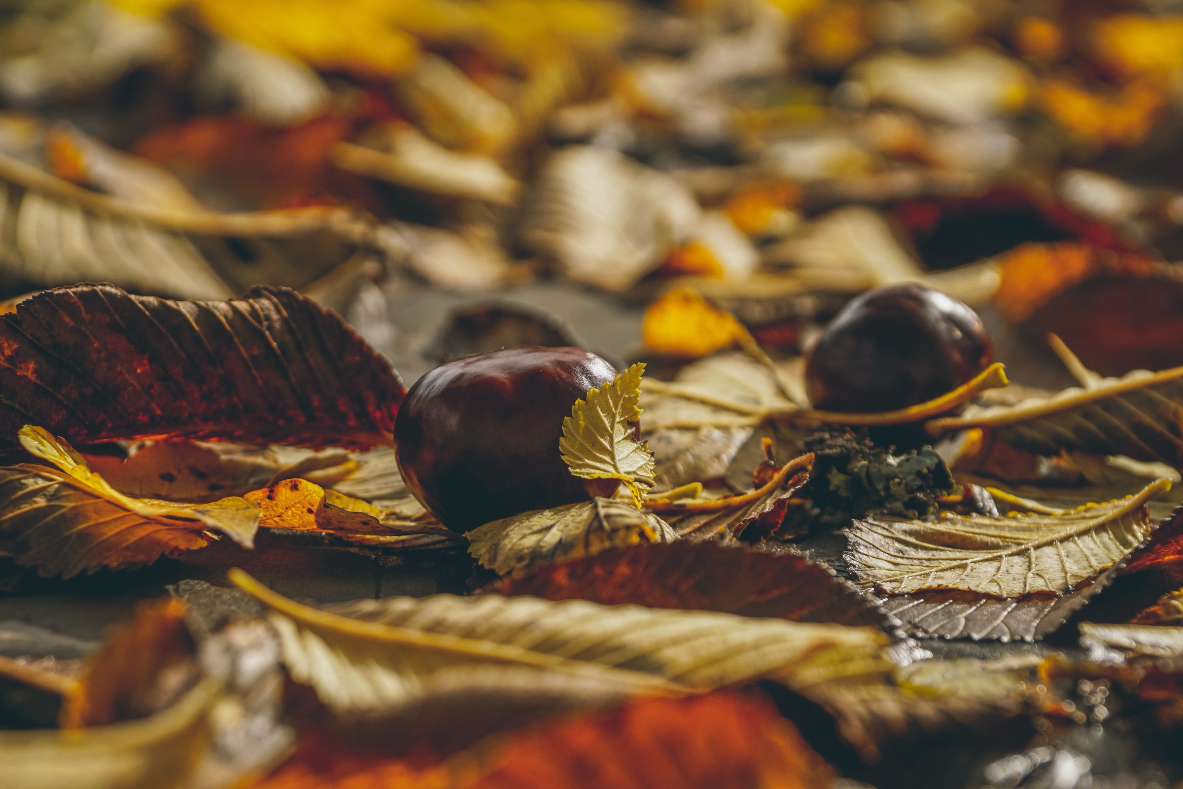 Chestnuts resting among fallen autumn leaves